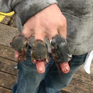 Meet your Posher, Doug